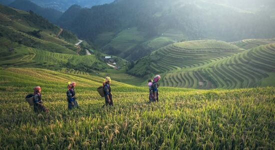 Sapa Rice-fields